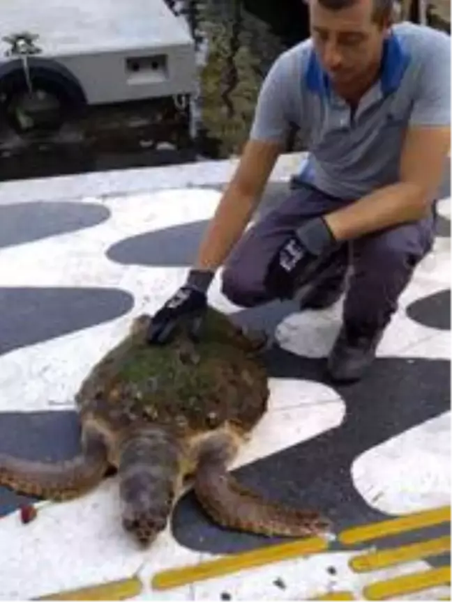 İzmir Körfezi'nde kıyıya vuran caretta caretta kurtarıldı