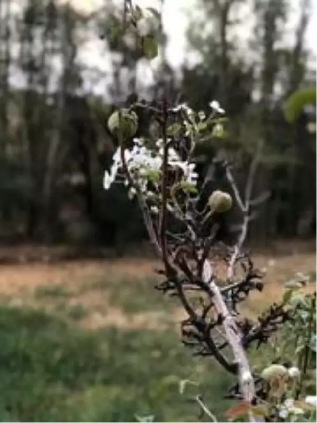Armut ağacı Ekim'de çiçek açtı