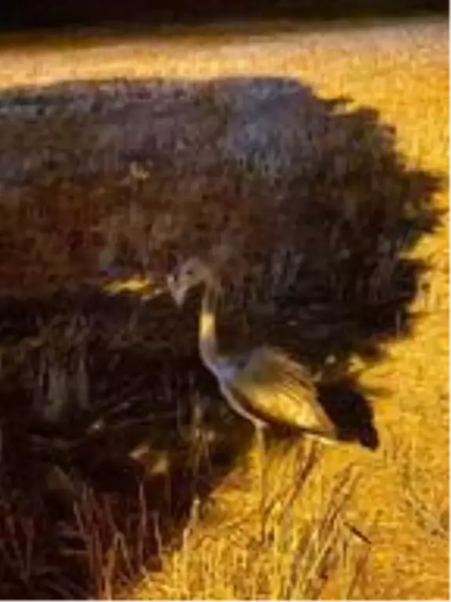 Göç yolunda bitkin düşen flamingoya Elbistan'da bakım