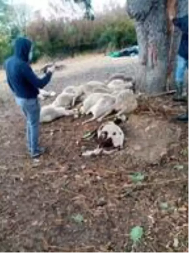 Son dakika haber: Biga'da yıldırımın düştü; ağaç altındaki 13 koyun öldü