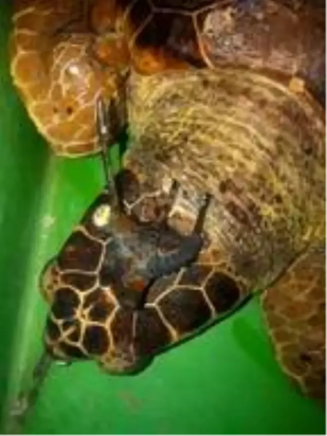 Başından zıpkınla vurulan caretta carettaya tedavi