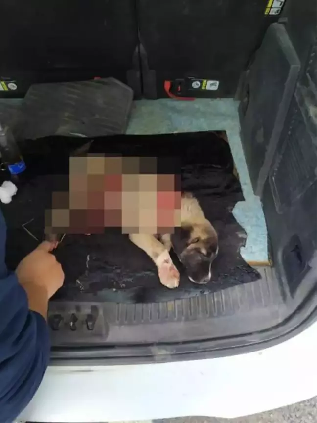 Midyat'ta boğazı ve karnı kesilen köpek kurtarılamadı