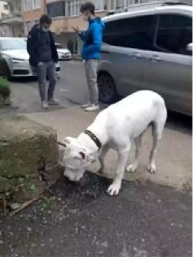 Hapis cezası ile aranan şüpheli yasak ırk köpekle yakalandı