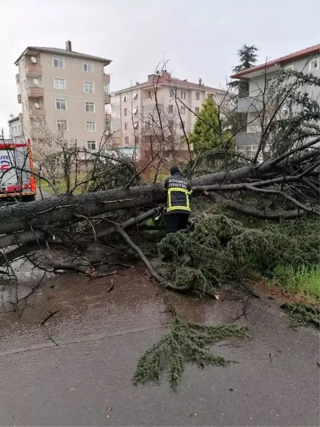 Şiddetli rüzgar ağacı devirdi