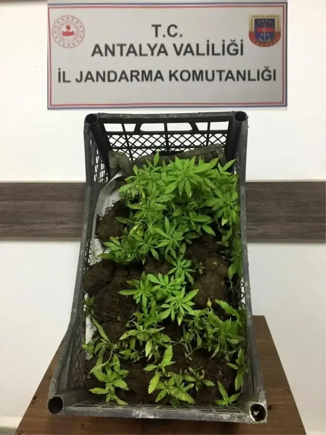 Son Dakika | Ormanlık alanda 116 kök kenevir bitkisi ile yakalandı