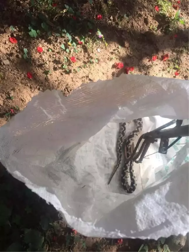 Son dakika: Marmaris'te zehirli yılan ve yavru kedi itfaiye ekiplerince kurtarıldı