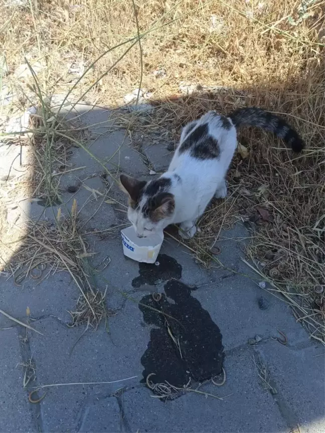 Son dakika haber | Kahramanmaraş'ta tabelaya sıkışan kediyi jandarma kurtardı
