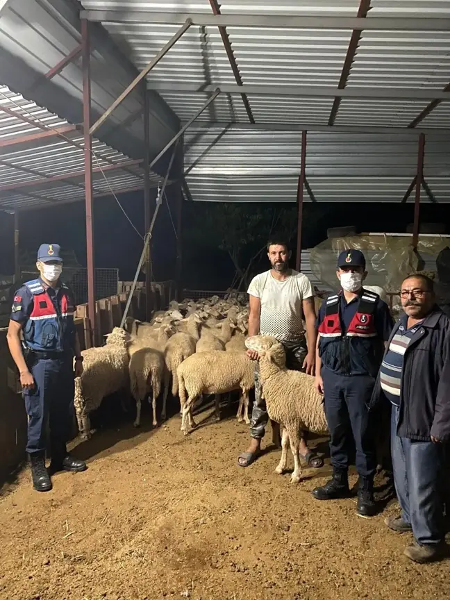 Ağılın kapısının açık unutulmasını fırsat bilip kaçan 46 koyun, jandarma tarafından bulundu