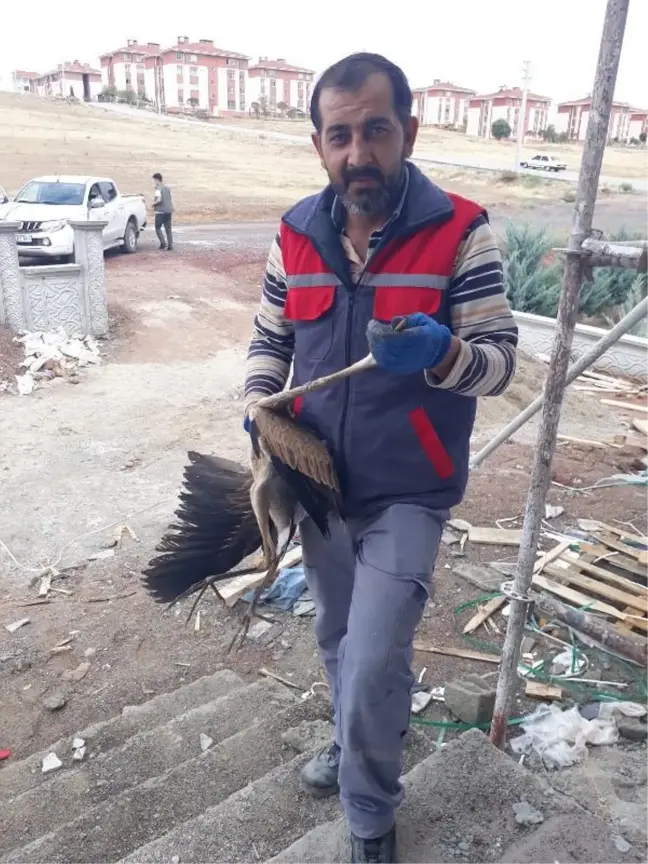 Aksaray'da yaralı erguvani balıkçıla tedavi