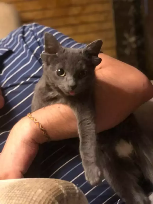 'Midas' the 4 eared cat will be hope for stray animals
