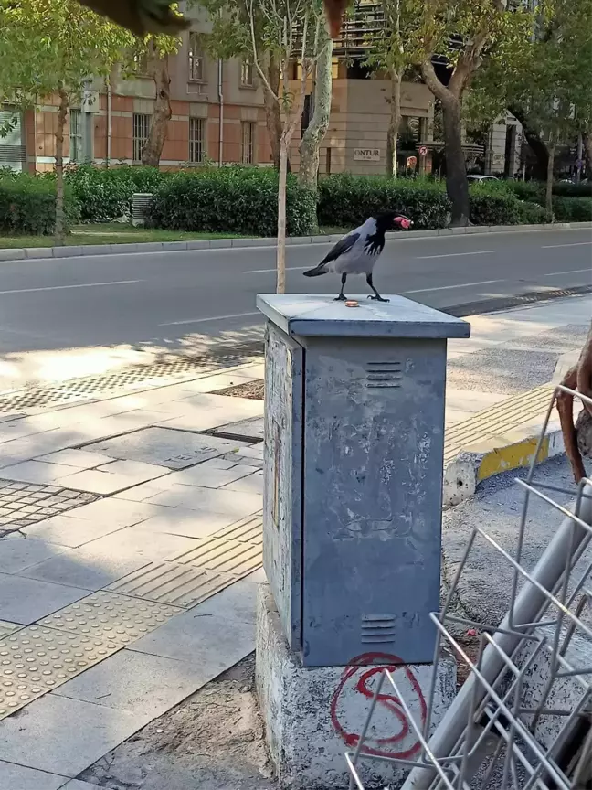Basmane'nin hayvansever esnafları