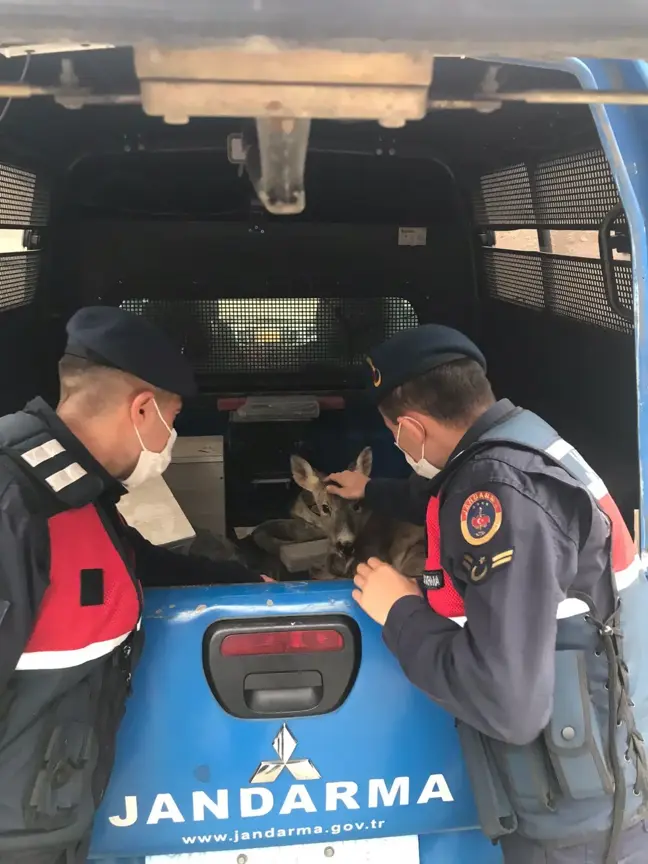 Son dakika haberi... Giresun'da yol kenarındaki yaralı karacaya jandarma sahip çıktı