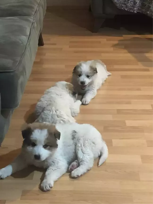 Hakkari'de donma tehlikesi geçiren köpek yavrularını Kur'an Kursu öğreticisi kurtardı