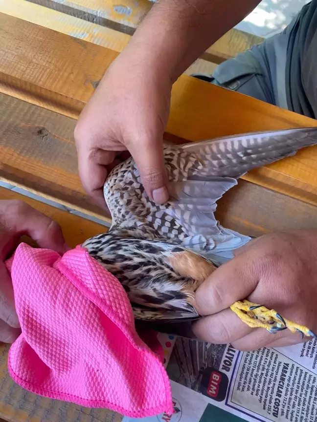 Iğdır'da sıcaklardan etkilenen atmaca tedavi altına alındı