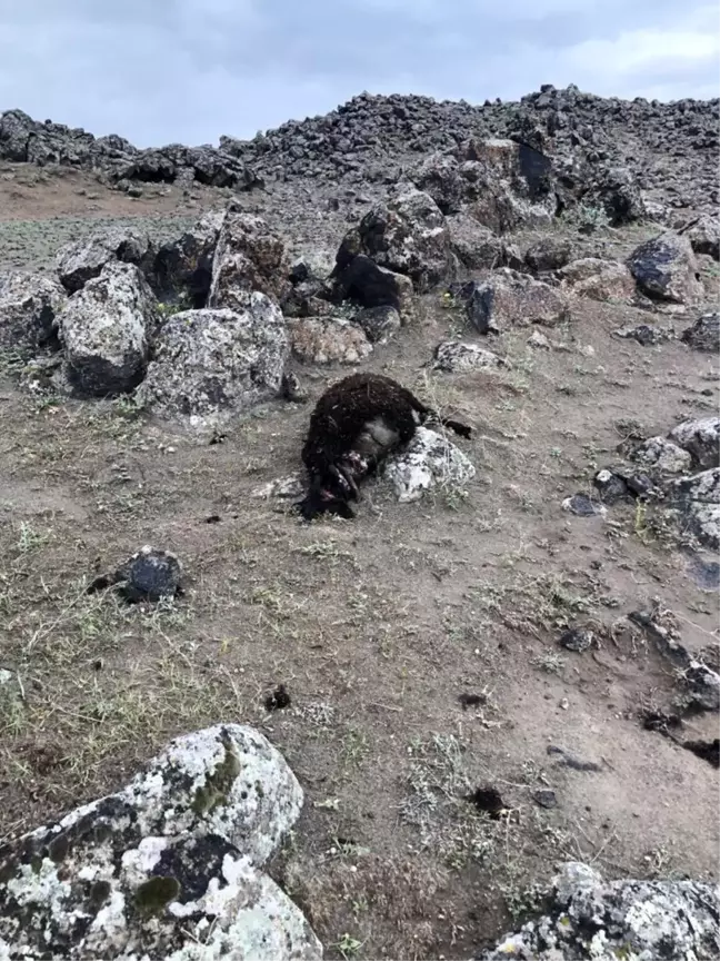 Iğdır'da kurtlar 17 koyunu telef etti