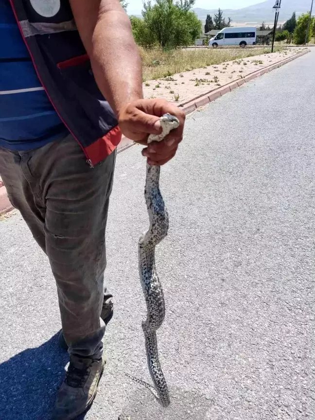 Piknik alanındaki yılanı eliyle yakaladı