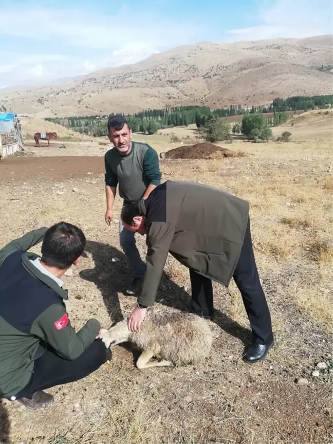 Bayburt haberi: Bayburt'ta kurt saldırısı sonucu 12 küçükbaş hayvan telef oldu