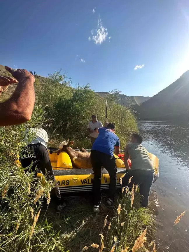 Sarıkamış'ta Aras Nehri'ne düşen büyükbaş hayvan kurtarıldı