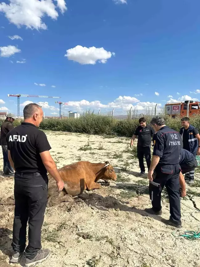 Kars'ta su göletine düşen büyükbaş hayvan kurtarıldı