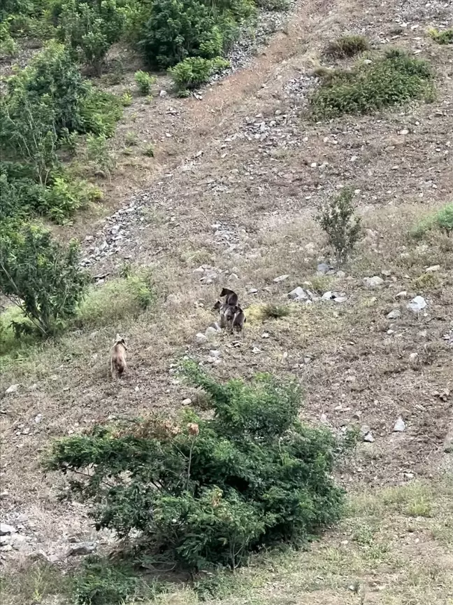 Artvin'de Nehirden Su İçen Ayı ve Yavruları Kaydedildi
