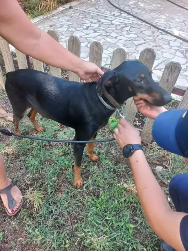 Berzeg için köpeği Tina'nın da çalışmalarda yer alacağı yeni arama rotası oluşturulacak