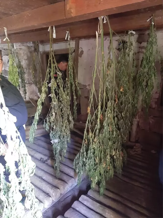 Artvin'de uyuşturucu operasyonunda tutuklama