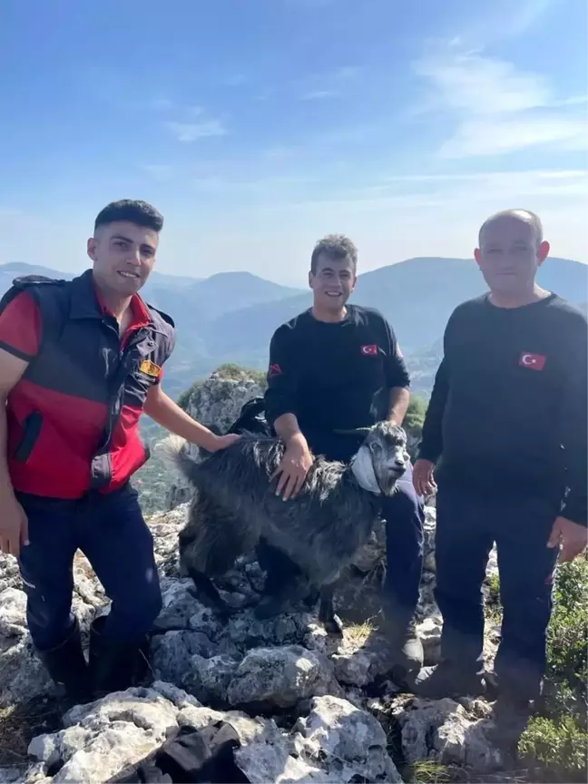 Mersin'de Kaybolan Keçi Kurtarıldı