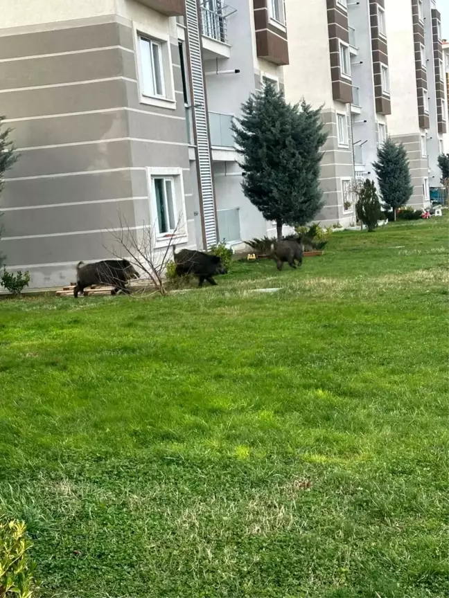 İstanbul Çatalca'da Aç Kalan Domuzlar Bir Siteye Girdi