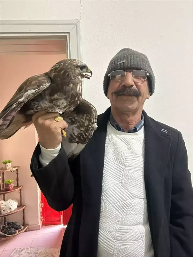 Gaziantep'te Yaralı Kızıl Şahin Tedavi Altına Alındı