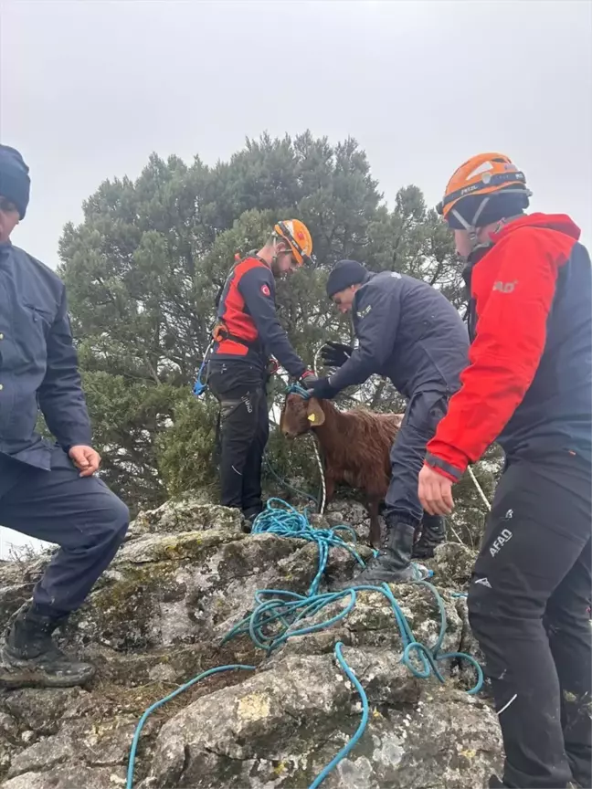 Bilecik'te Kayalıklarda Mahsur Kalan 2 Küçükbaş Hayvan Kurtarıldı