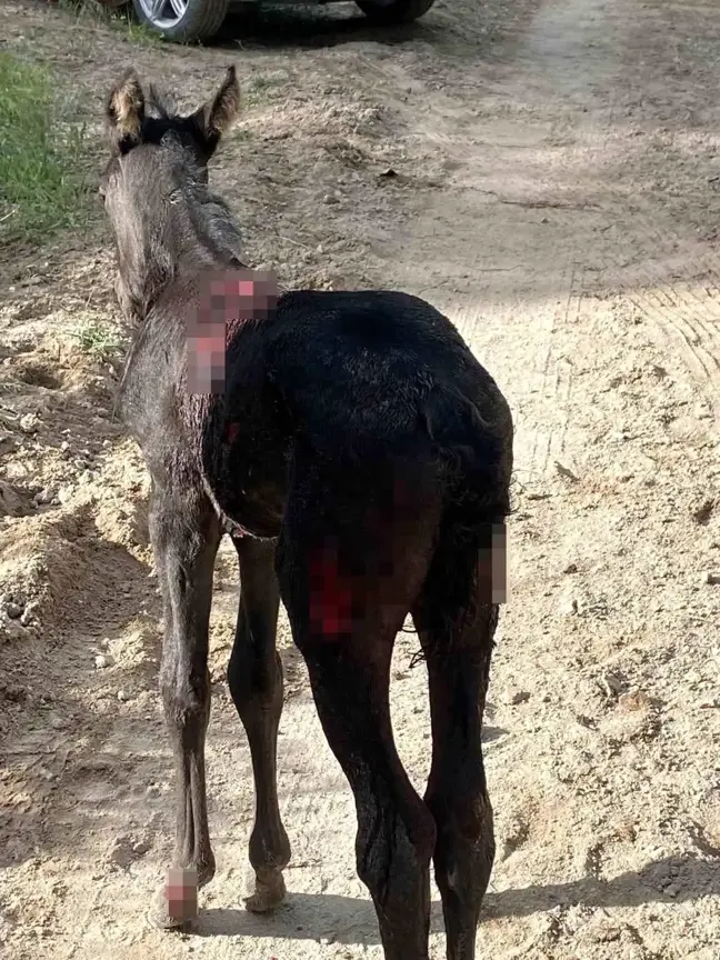 Nevşehir'de başıboş köpekler otlayan atlara saldırdı
