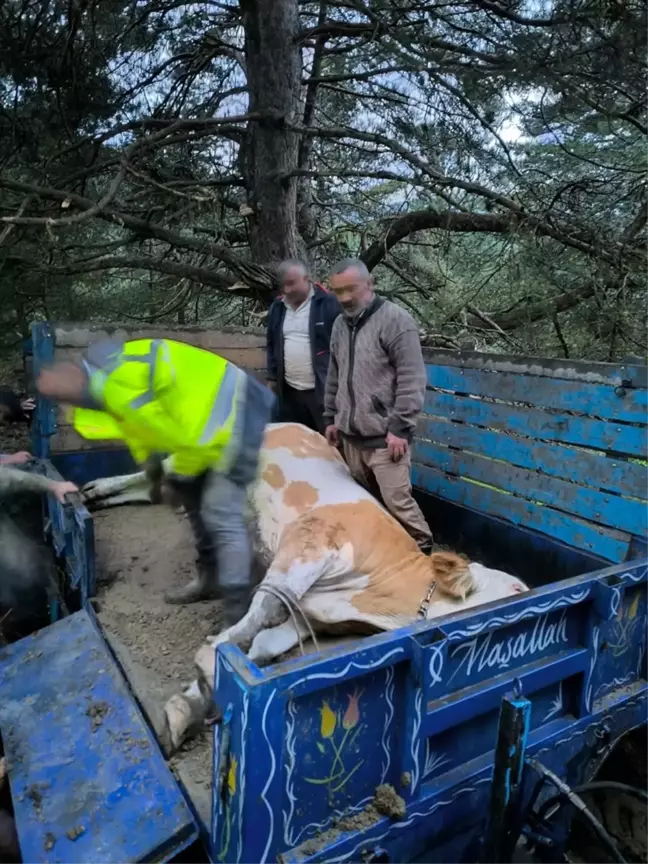 Tokat'ın Almus ilçesinde düşen gebe inek kurtarıldı