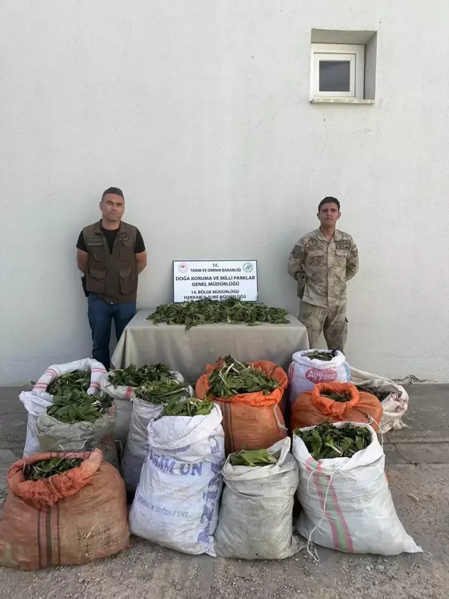 Yüksekova'da Hakkari soğanı kaçakçılığına büyük operasyon