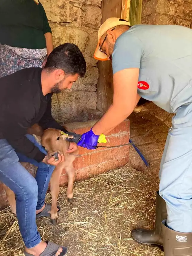 Koçarlı'da Büyükbaş Hayvanlara Şap Aşısı ve Küpeleme Çalışmaları Devam Ediyor