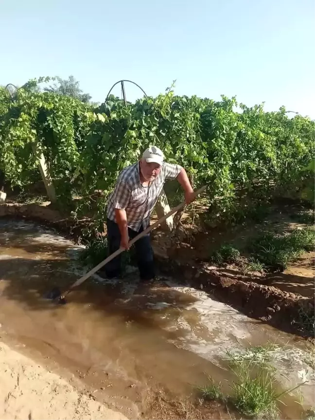 Manisa'da Çekirdeksiz Sofralık Sultaniye üzüm bağları sulanmaya devam ediyor