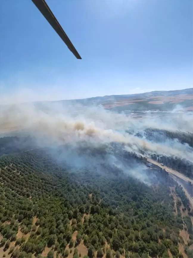 Balıkesir Susurluk'ta Orman Yangını