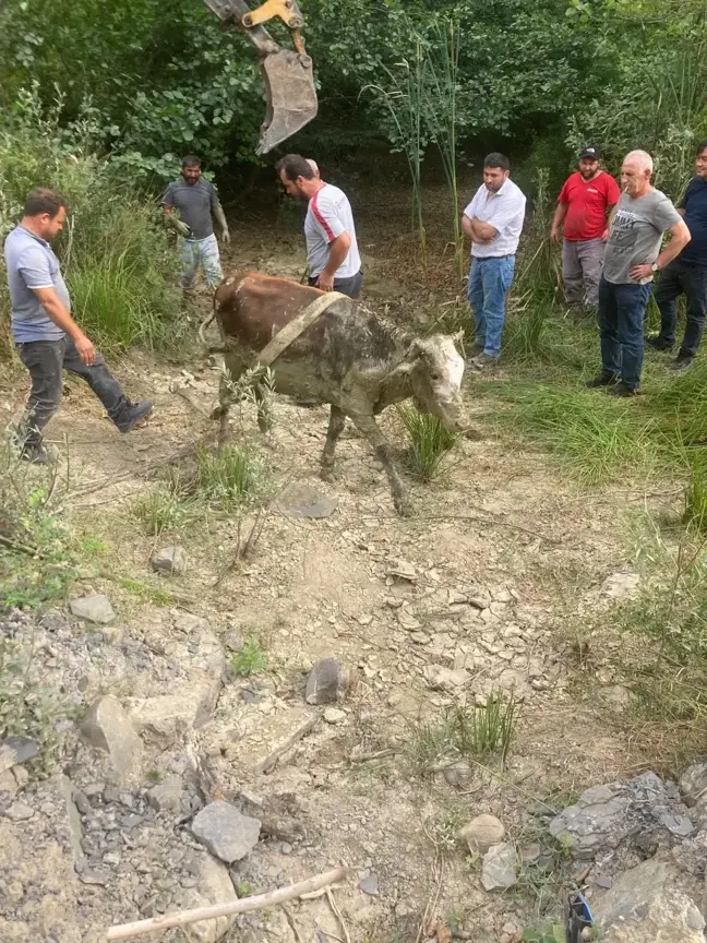 Hasankadı'da çamura saplanan inek iş makinasıyla kurtarıldı