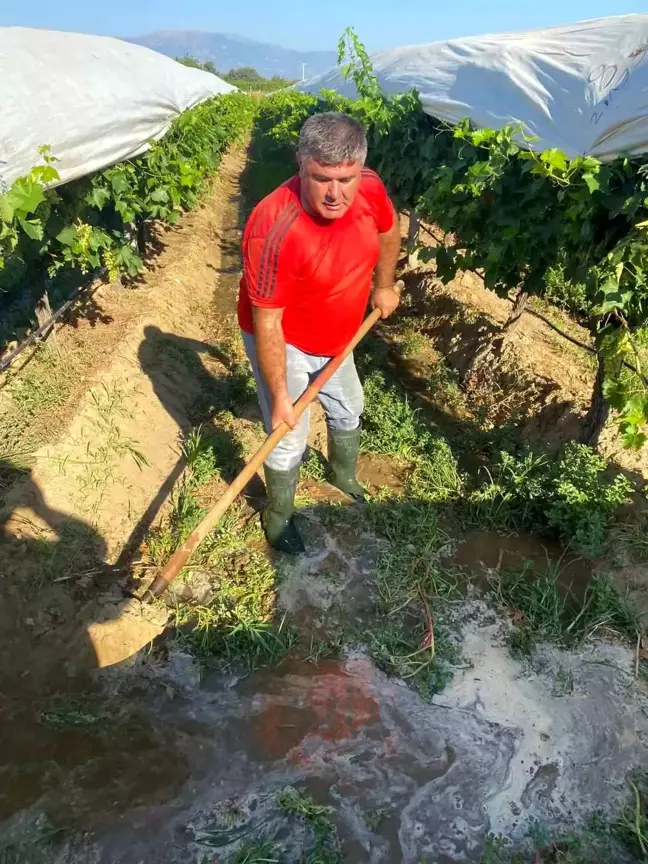 Sarıgöl'deki Üzüm Bağlarında Sulama Çalışmaları Devam Ediyor