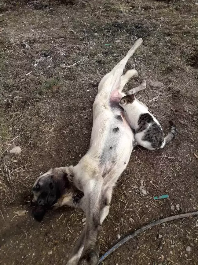 Tunceli'de Kedi ve Köpeğin Şaşırtıcı İlişkisi