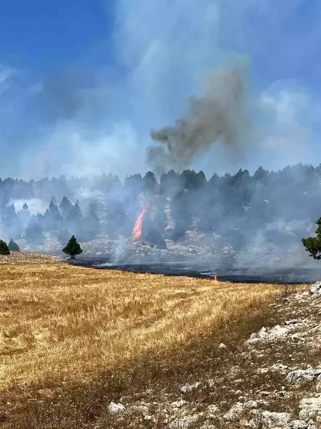 Kozan'da Anız Yangını Ormana Sıçradı