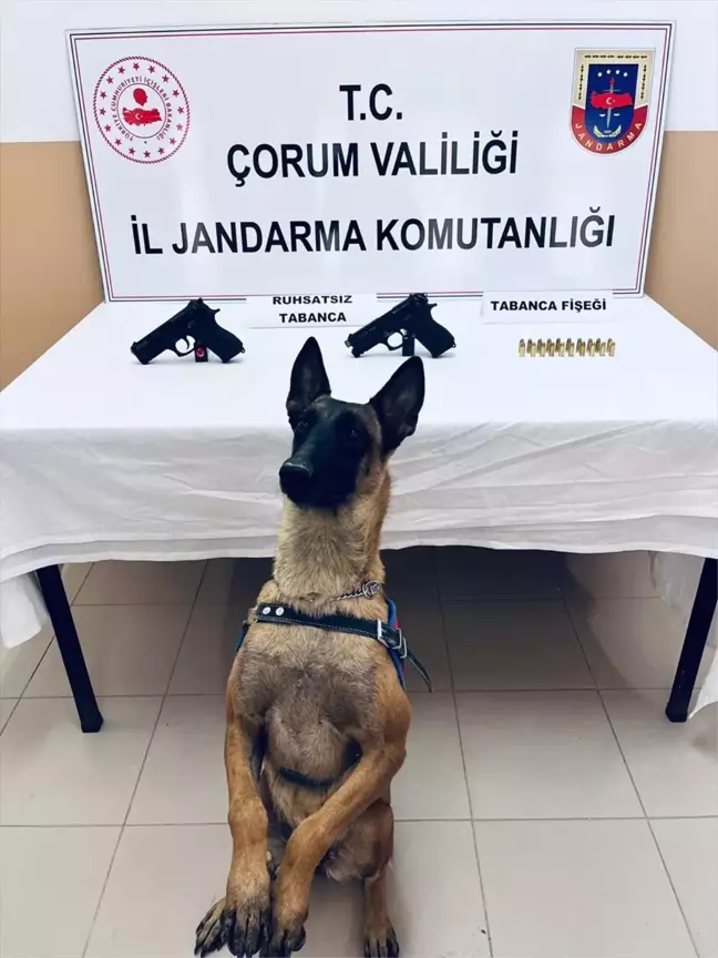 Çorum Alaca'da Jandarma Bomba Arama Köpeği İle Silah Ele Geçirildi