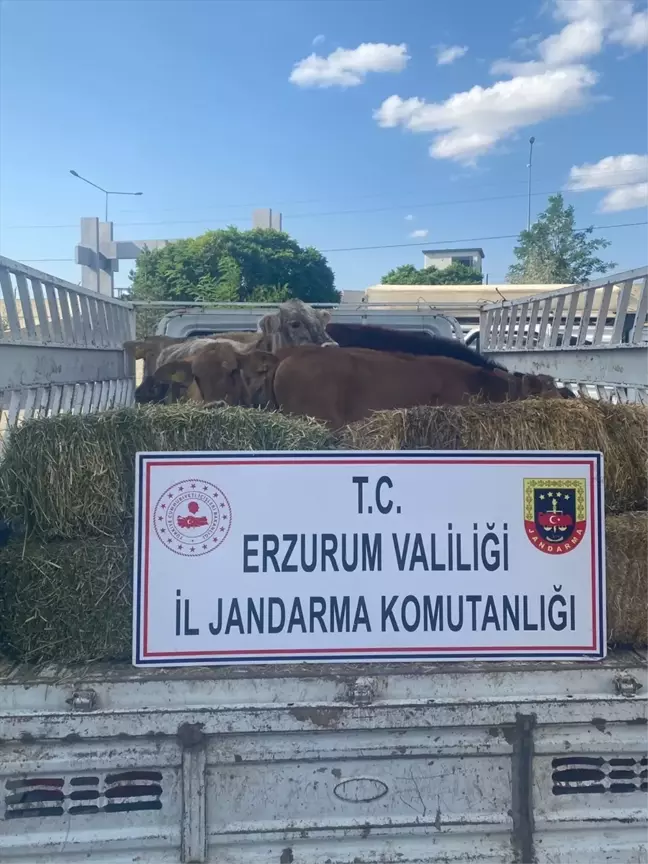 Erzurum'da 8 Büyükbaş Hayvan Hırsızlığı: 1 Şüpheli Tutuklandı