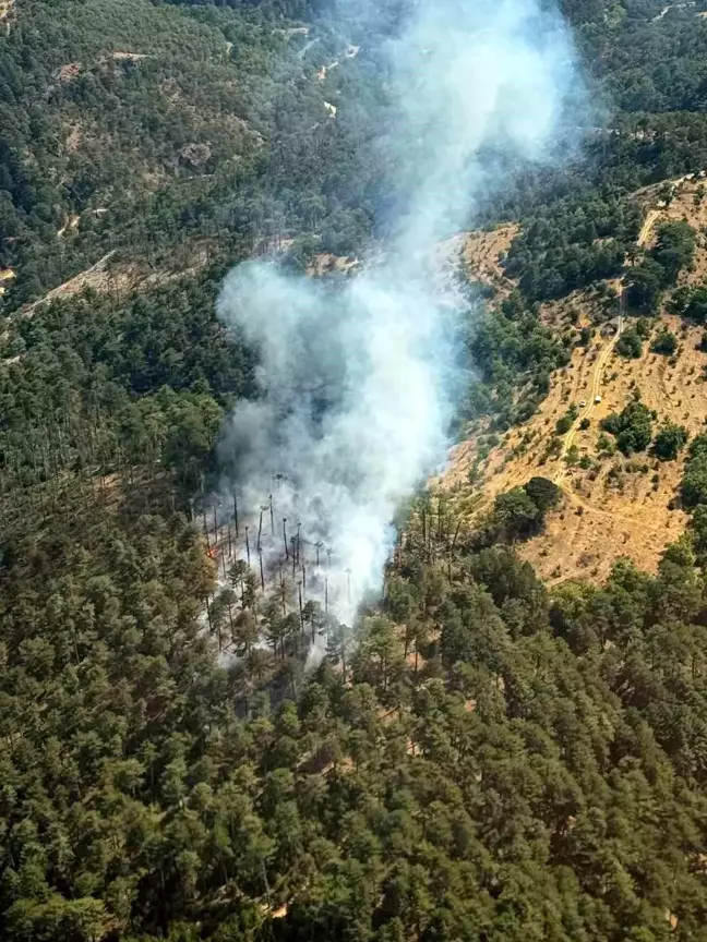 Aydın'ın Kuyucak ilçesinde ormanlık alanda çıkan yangına müdahale sürüyor