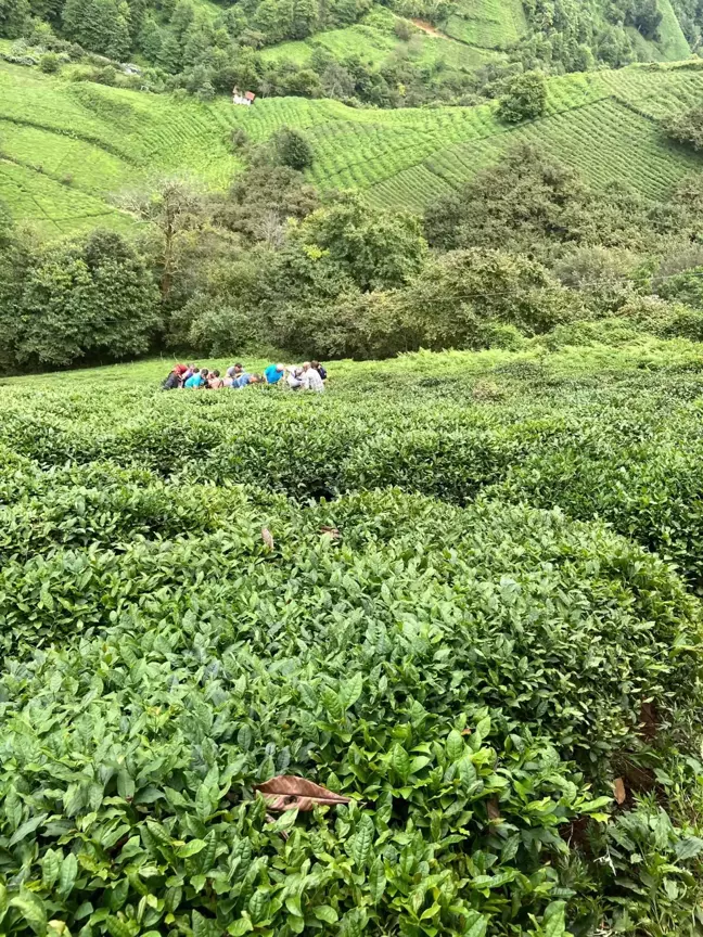 Rize'de çay toplarken uçuruma yuvarlandı, yaralandı