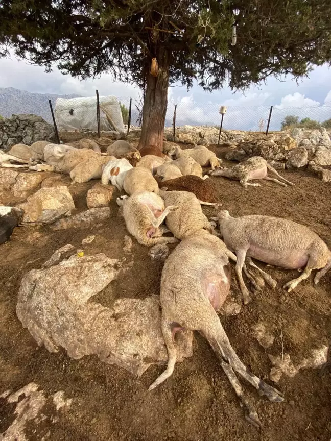 Muğla'da çınar ağacına yıldırım düştü, 30 küçükbaş hayvan öldü