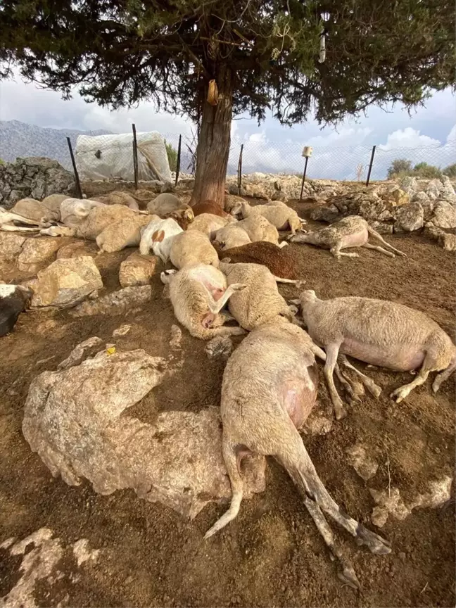 Muğla'da Yıldırım İsabet Eden 30 Küçükbaş Hayvan Telef Oldu