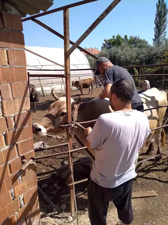 Muğla Ortaca'da Hayvan Sağlığı ve Refahı İçin Çalışmalar Sürüyor