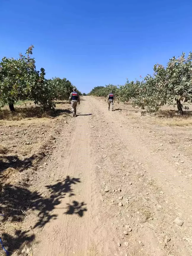 Şanlıurfa'da fıstık hırsızları suçüstü yakalandı