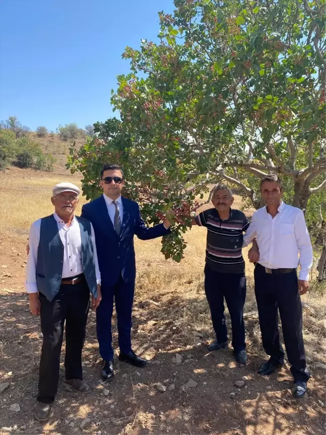 Suşehri Kaymakamı Fıstık Bahçelerini İnceledi