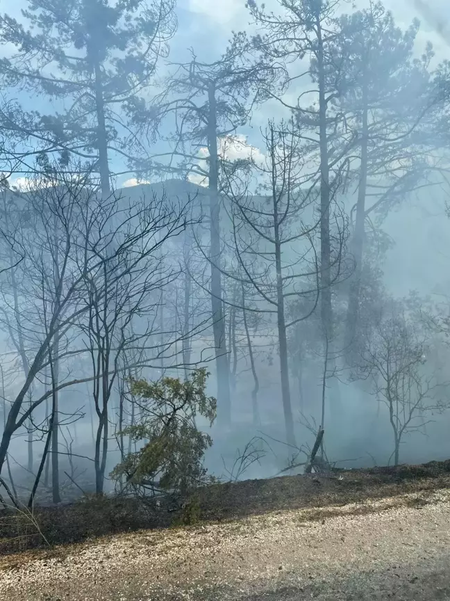 Bolu'da çıkan orman yangını kontrol altına alındı